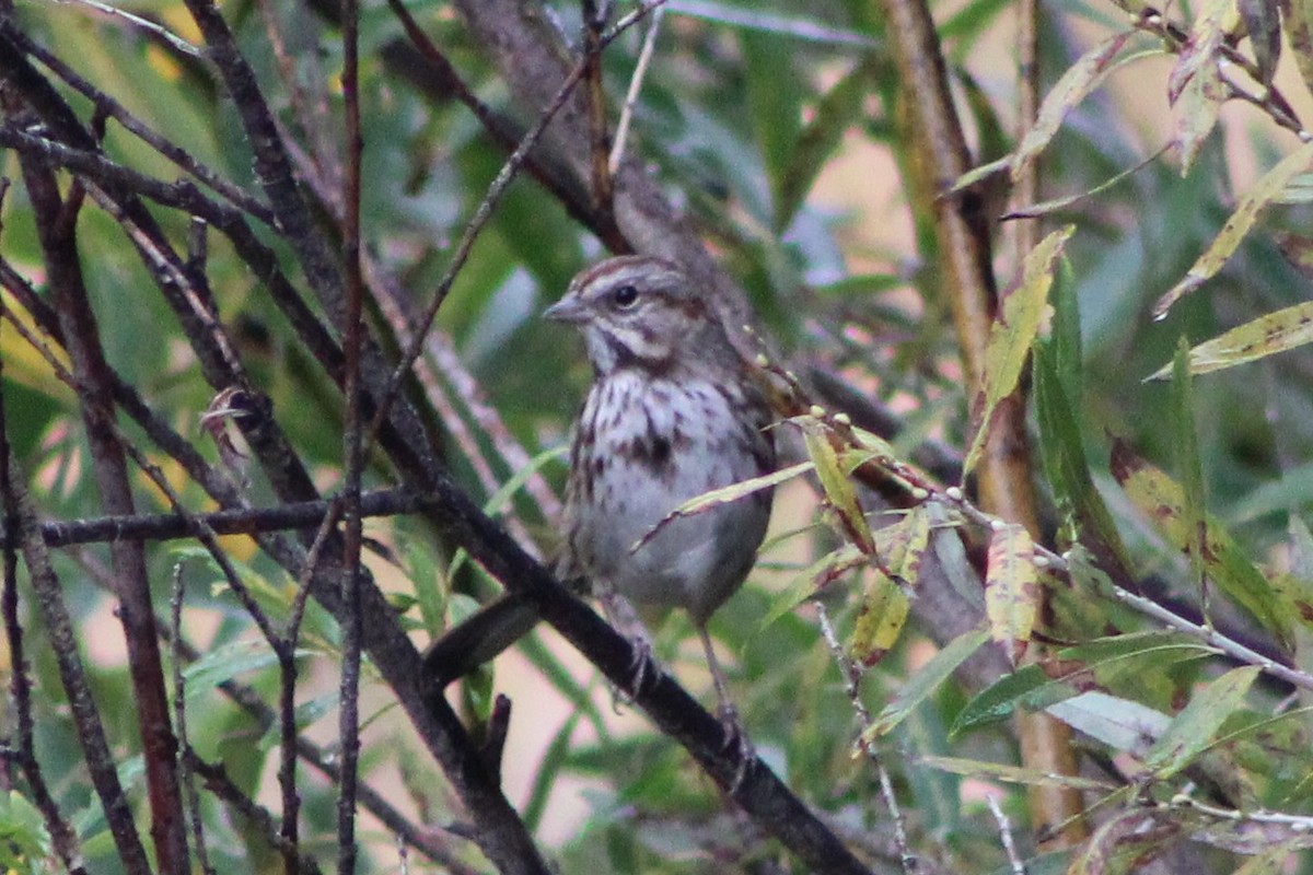 Song Sparrow - ML643346678