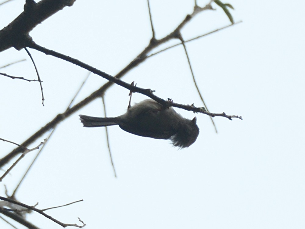 Javaschwanzmeise - ML643346710