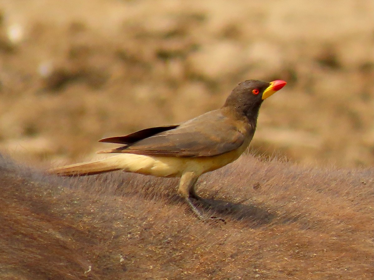 Yellow-billed Oxpecker - ML643346729