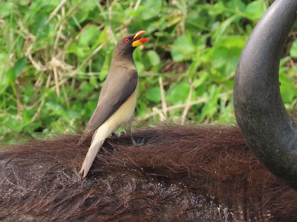 Yellow-billed Oxpecker - ML643346736