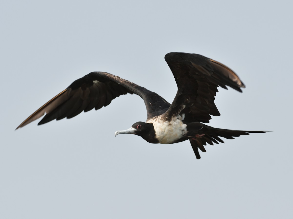 Lesser Frigatebird - ML643346757