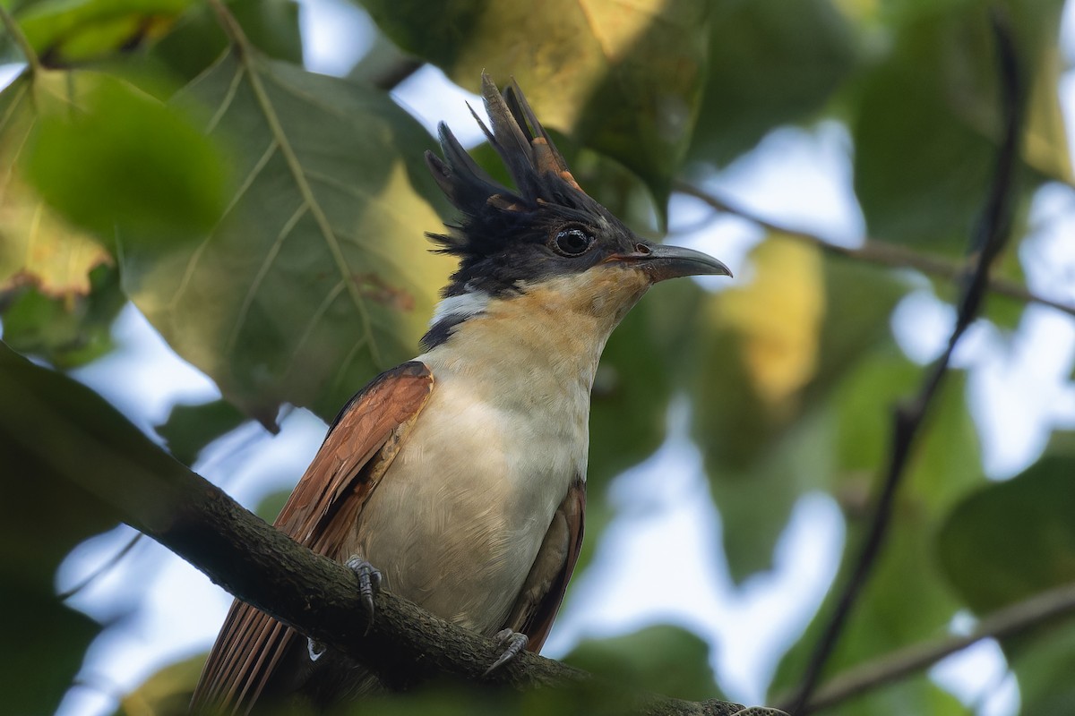 Chestnut-winged Cuckoo - ML643346762