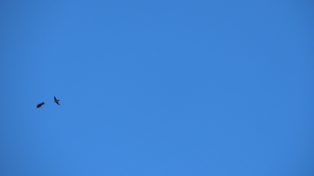 Tree Swallow - ML643346776