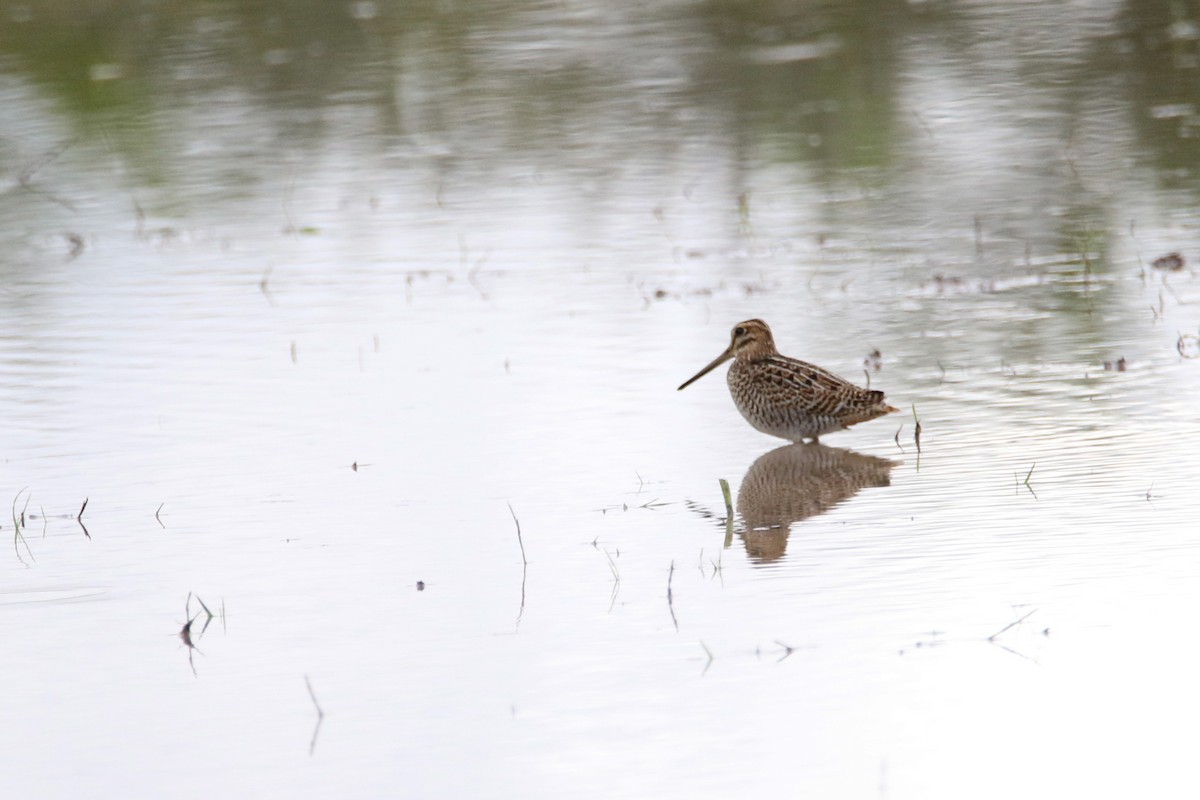 Pin-tailed Snipe - ML643346785