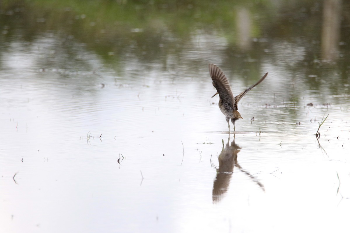 Pin-tailed Snipe - ML643346786