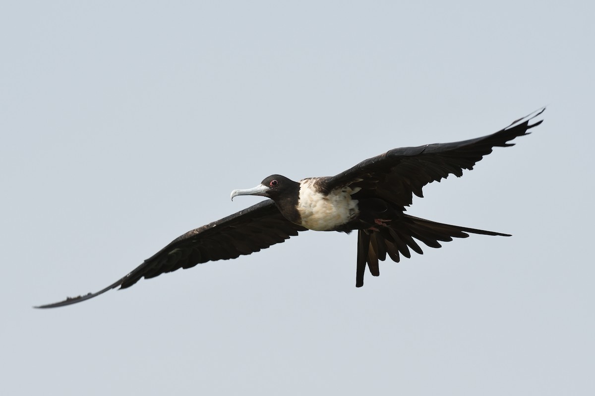 Lesser Frigatebird - ML643346800