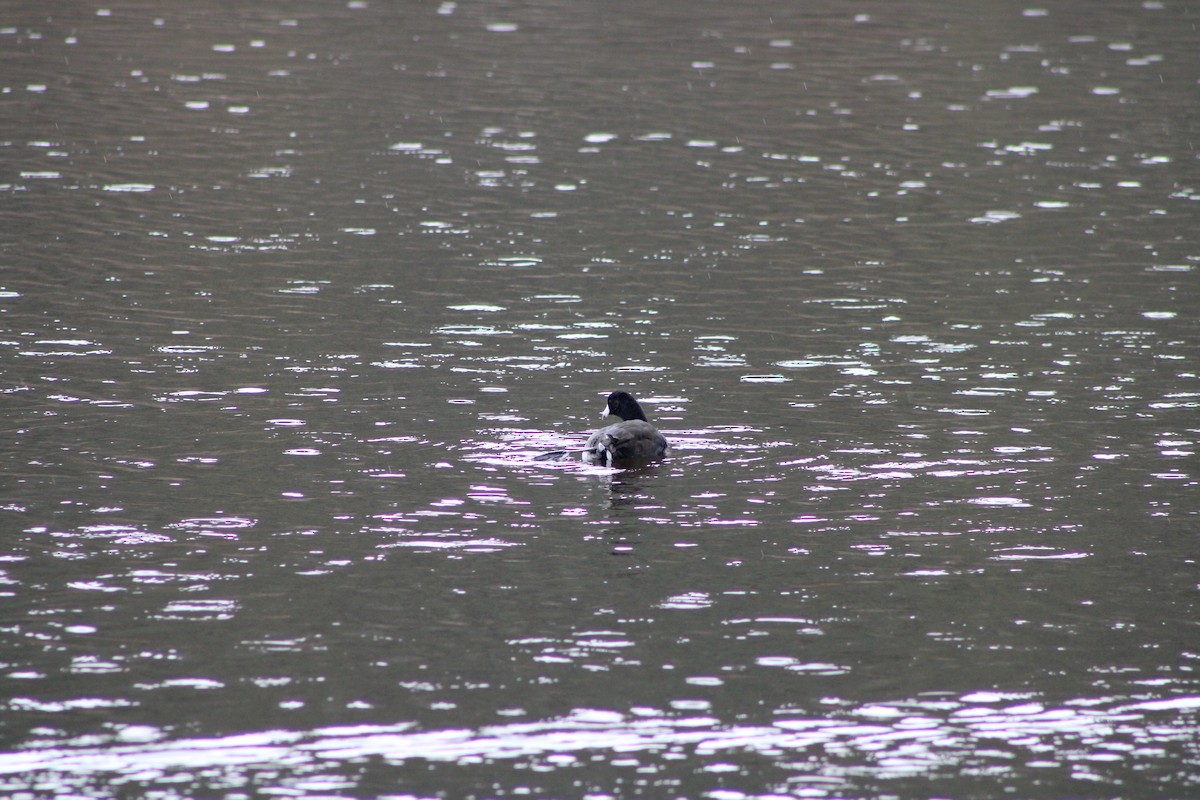 American Coot - ML643346809