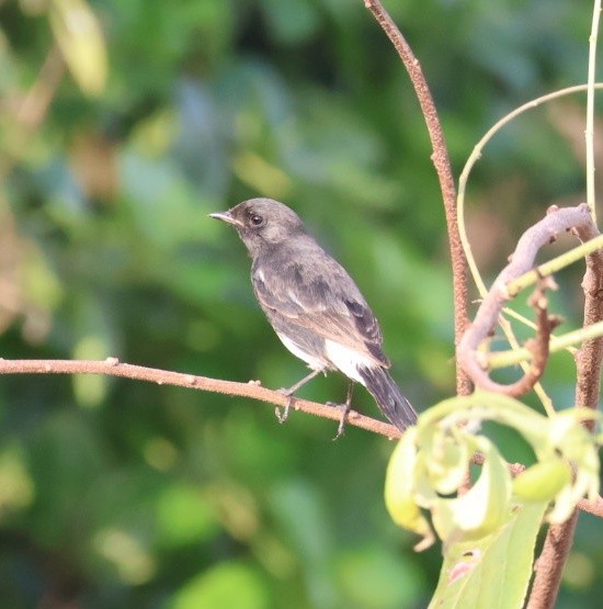Pied Bushchat - ML643346829
