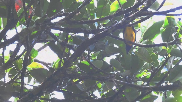Blue-backed Tanager - ML643346842