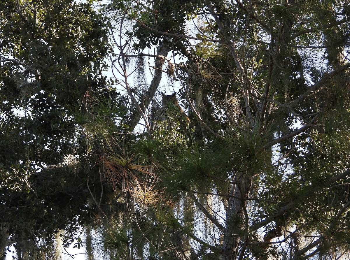 Great Horned Owl - ML643346851