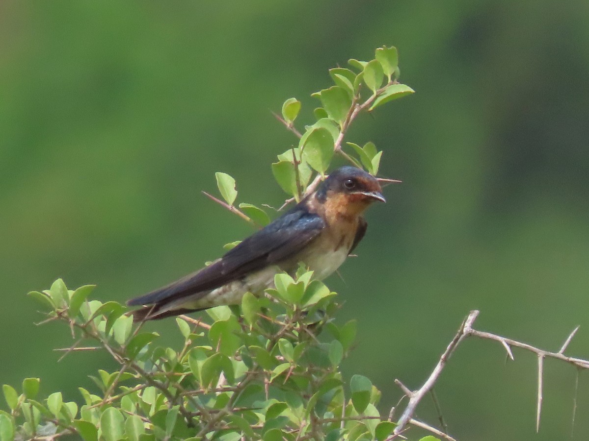 Angola Swallow - ML643346875