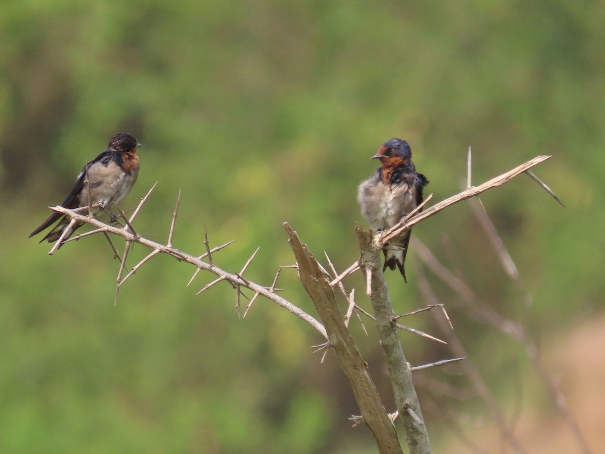 Angola Swallow - ML643346880