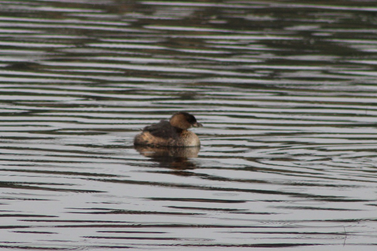 Pied-billed Grebe - ML643346888