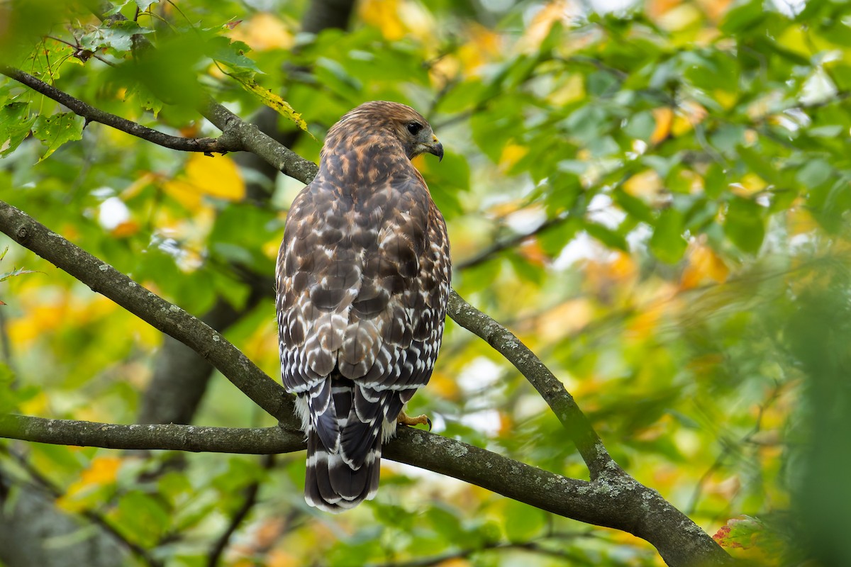 Red-shouldered Hawk - ML643346892