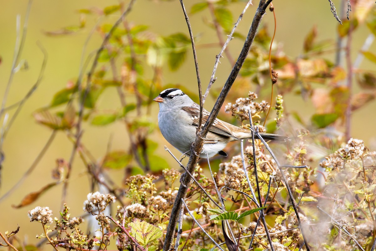 White-crowned Sparrow - ML643346921