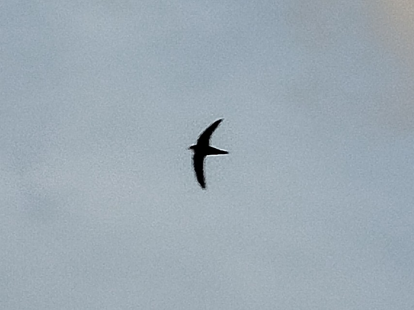 House Swift - ML643346932