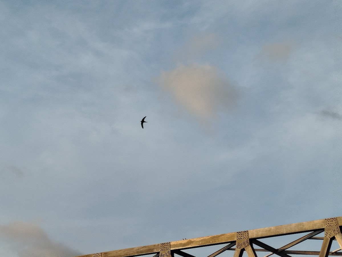 House Swift - ML643346933