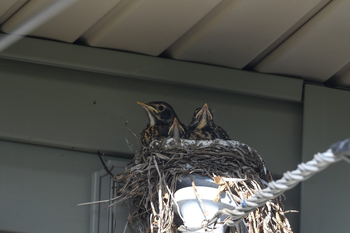 vandretrost - ML643346942