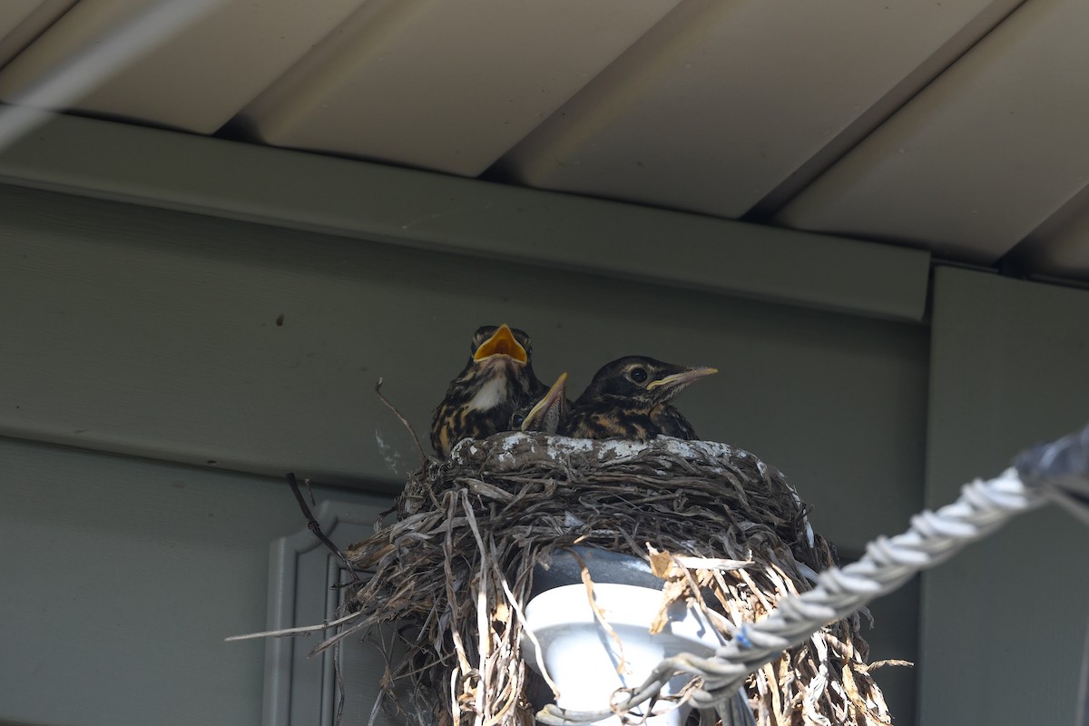 vandretrost - ML643346943