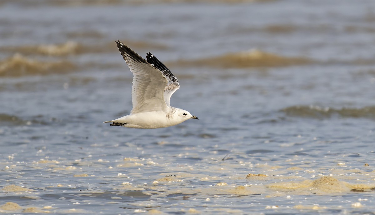 遺鷗 - ML643346944