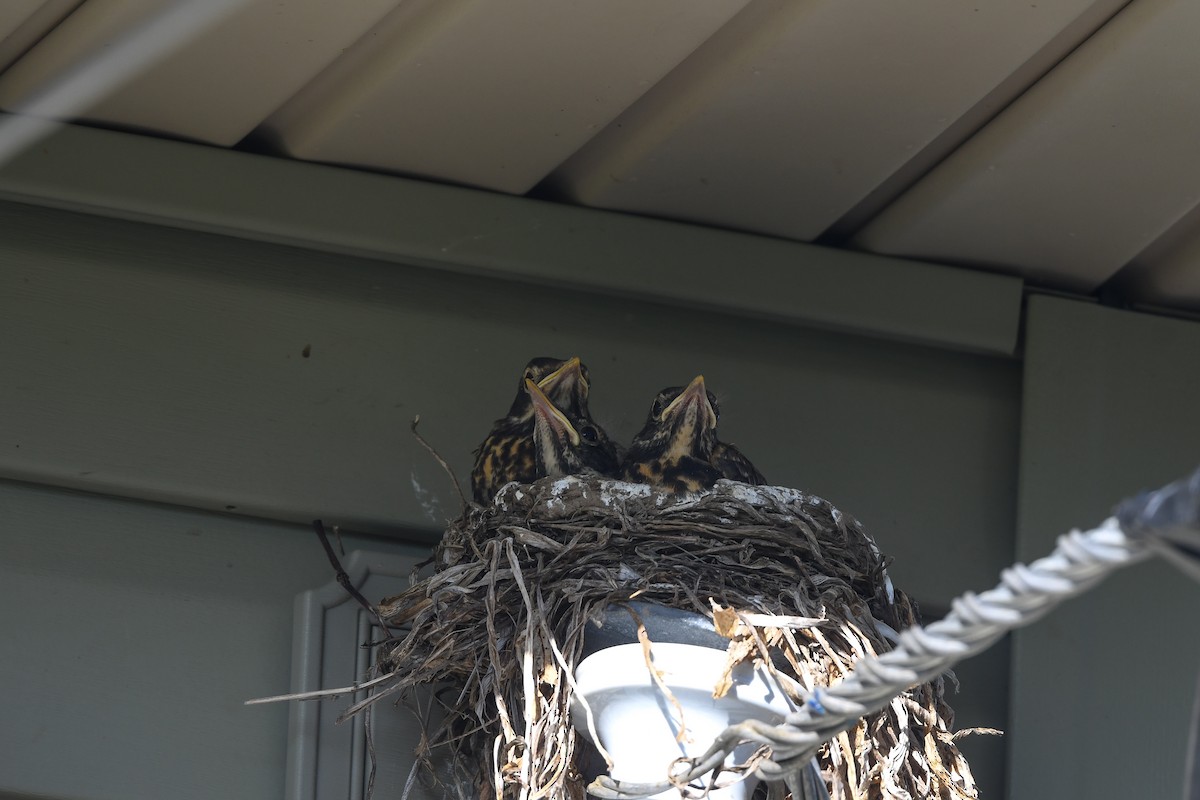 vandretrost - ML643346945