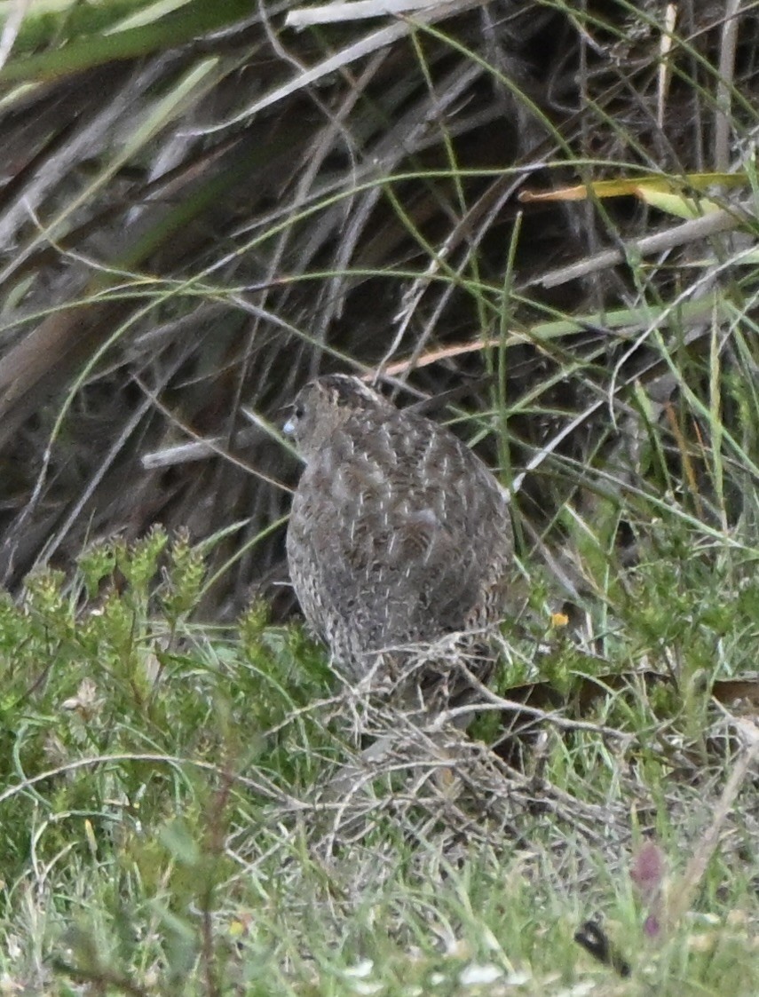 Brown Quail - ML643346951
