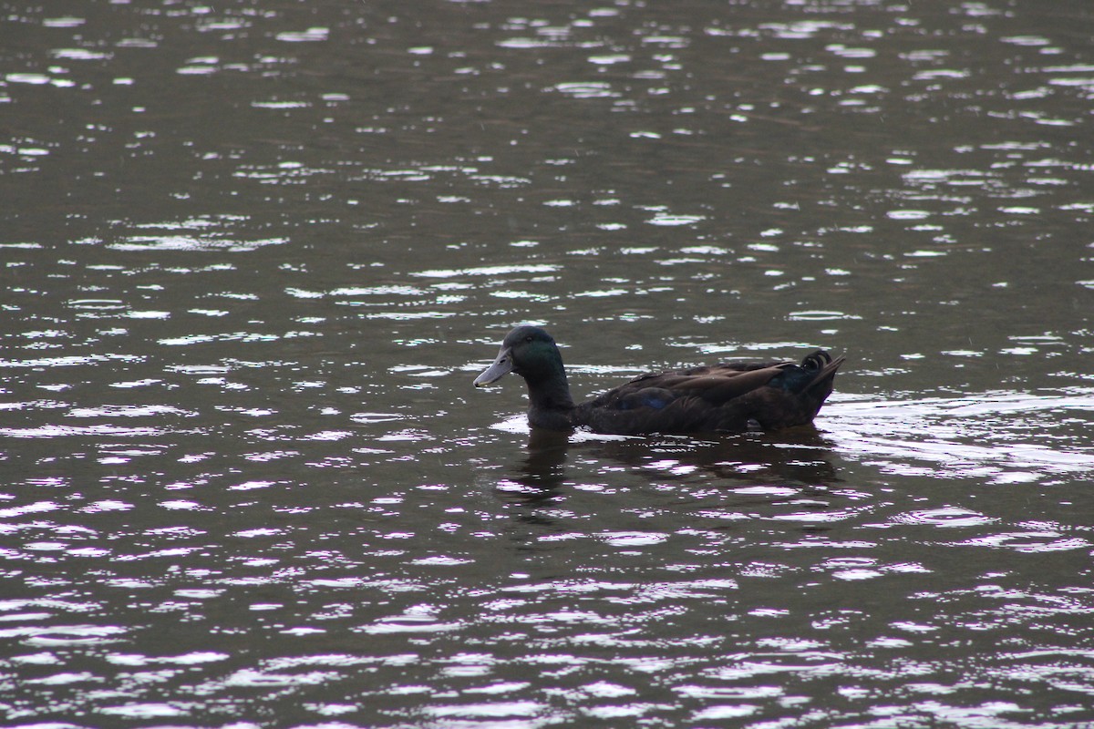 Mallard (Domestic type) - ML643346963
