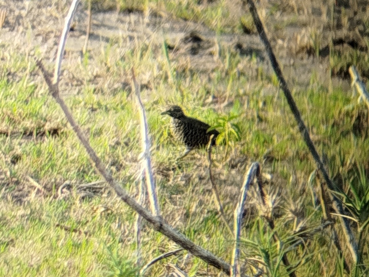 Barred Buttonquail - ML643346964