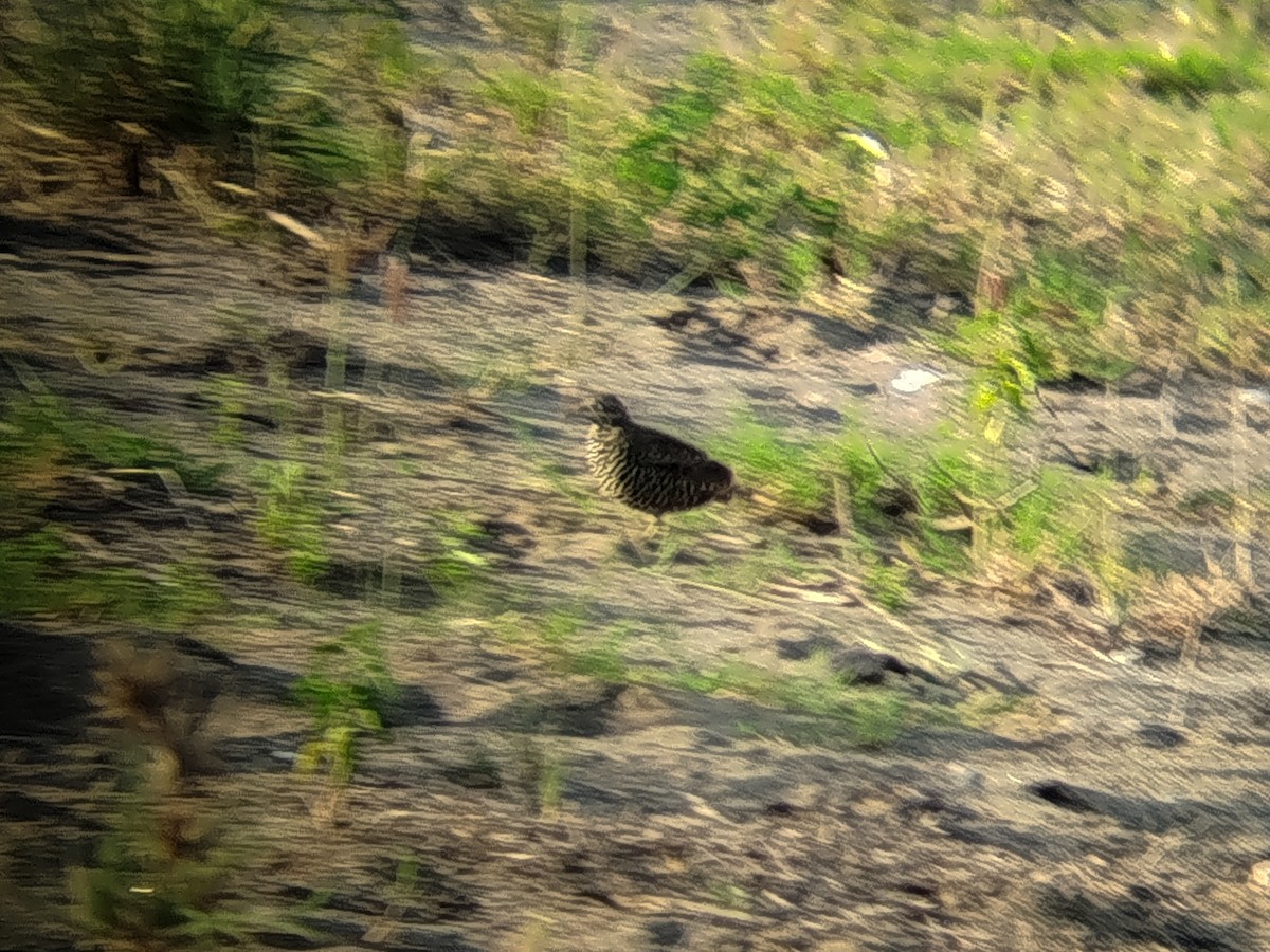Barred Buttonquail - ML643346965
