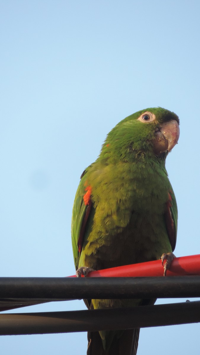 White-eyed Parakeet - ML643346966
