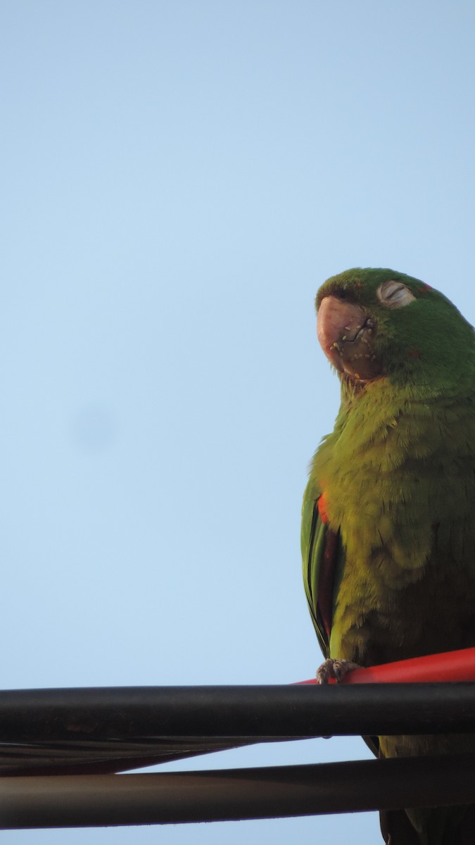 White-eyed Parakeet - ML643346967