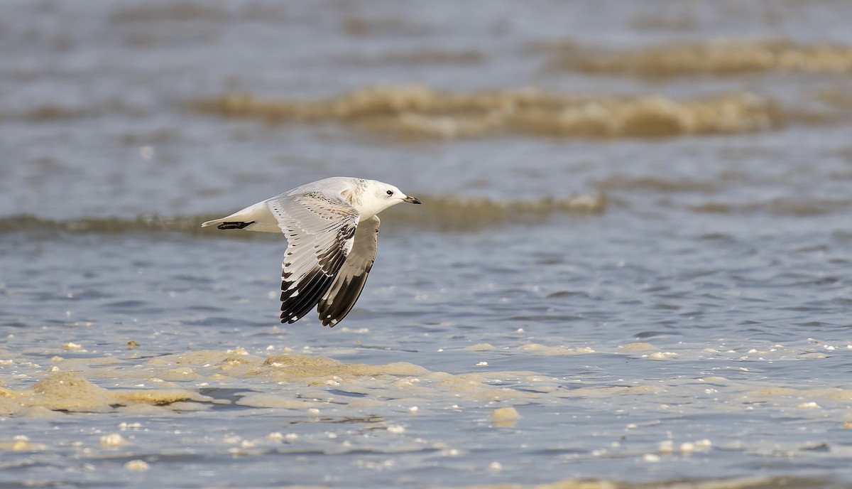 遺鷗 - ML643346971