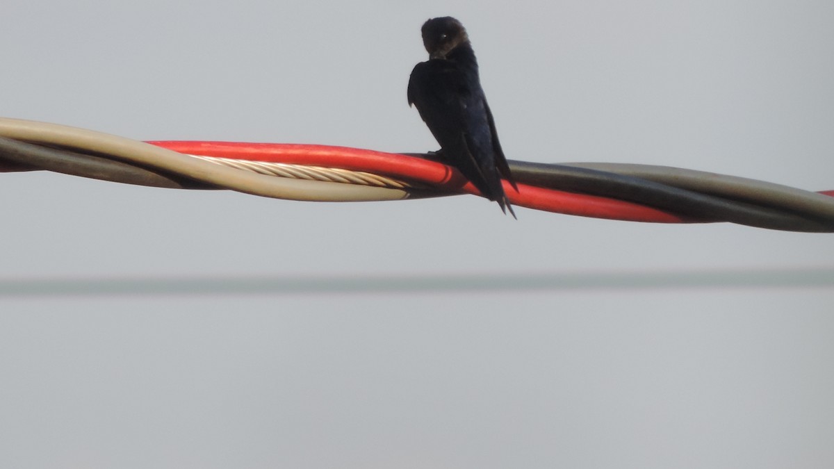 Gray-breasted Martin - ML643346975