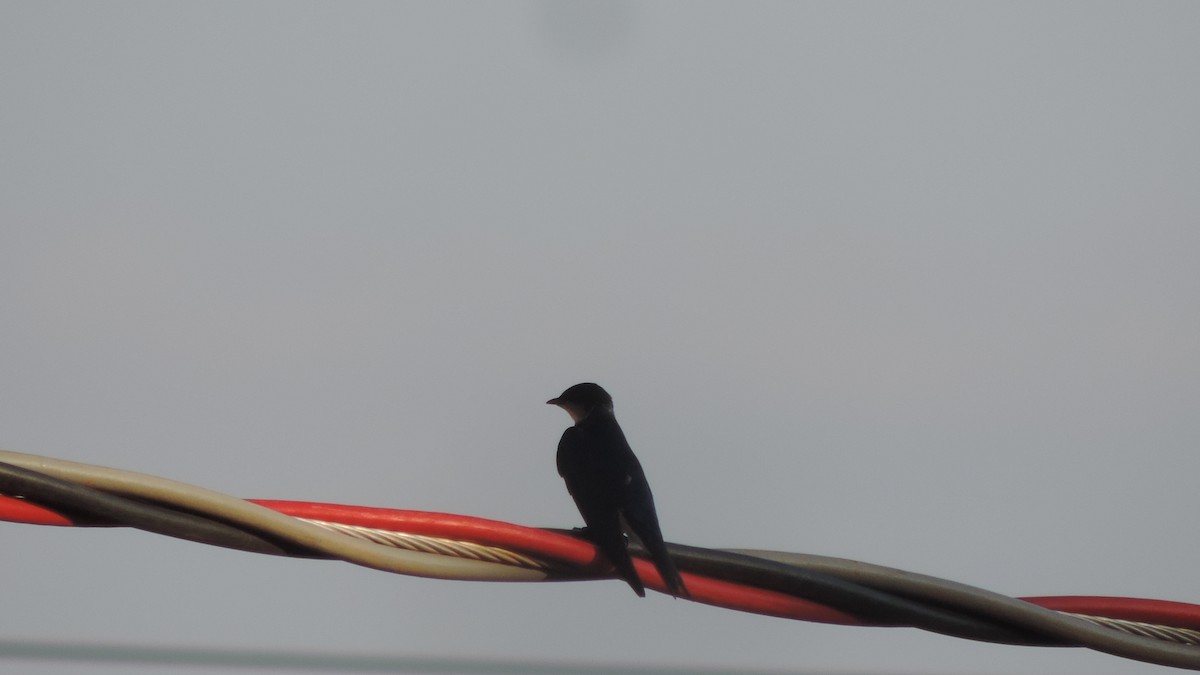 Gray-breasted Martin - ML643346976