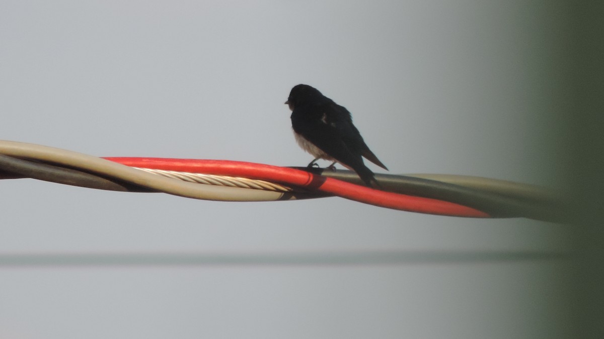 Gray-breasted Martin - ML643346977