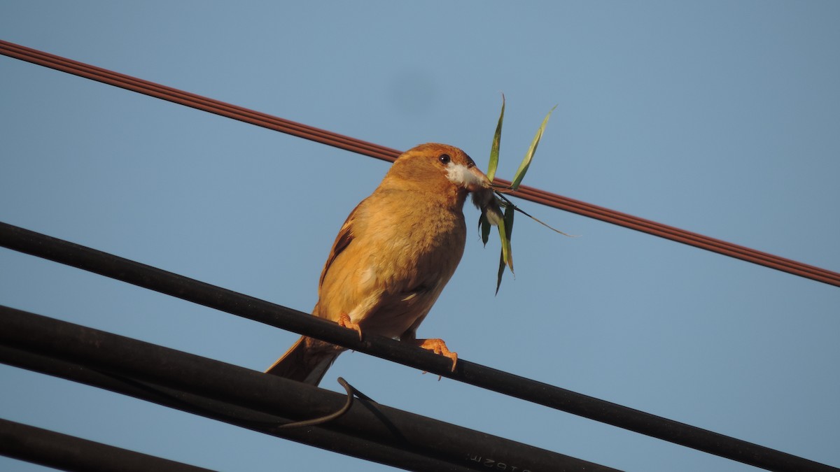 House Sparrow - ML643347005