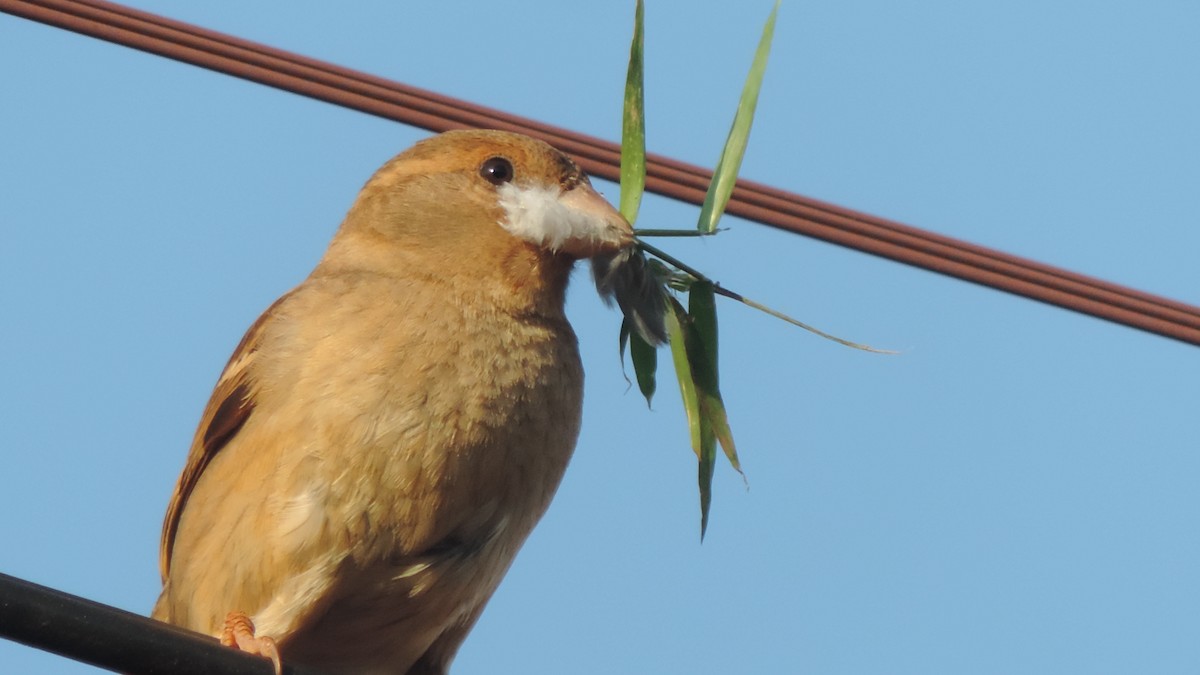 House Sparrow - ML643347006