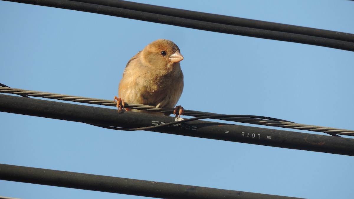 House Sparrow - ML643347007
