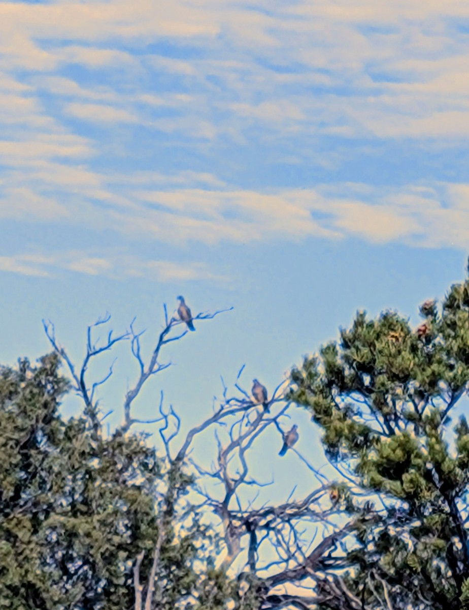 holub pruhoocasý - ML643347008