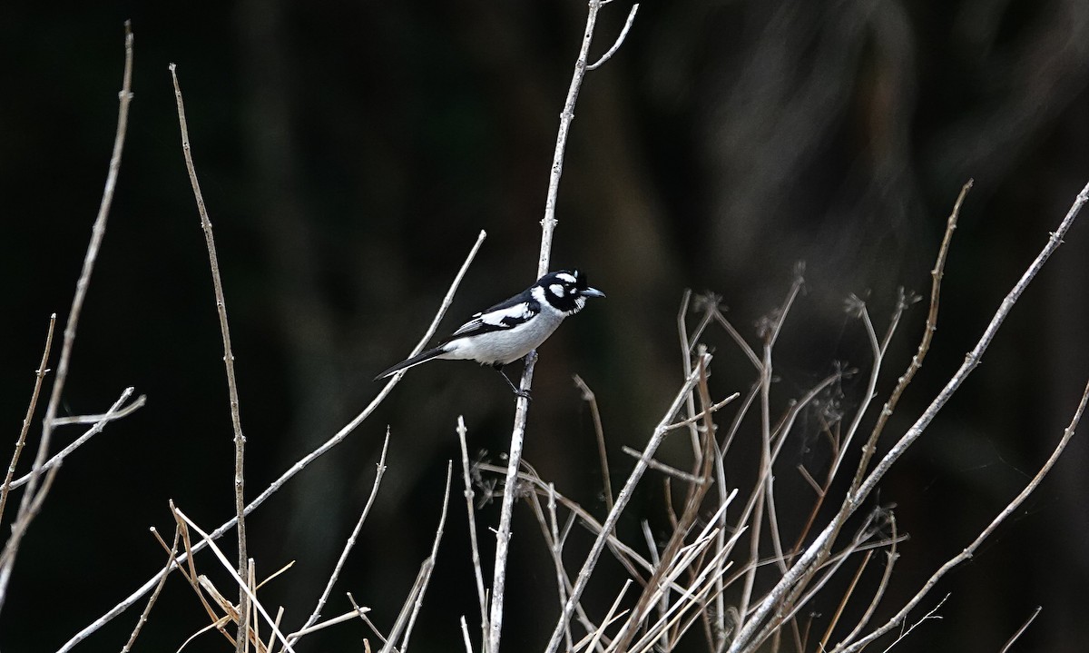 hvitøremonark - ML643347013