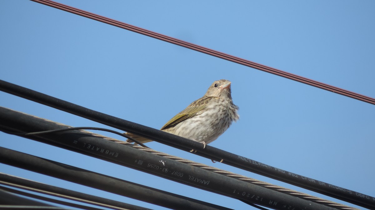 Saffron Finch - ML643347017