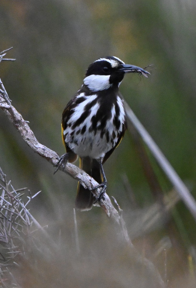White-cheeked Honeyeater - ML643347035
