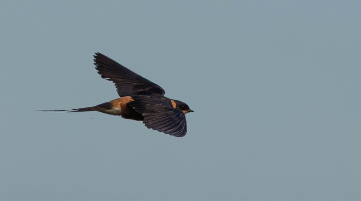 Rufous-chested Swallow - ML643347038