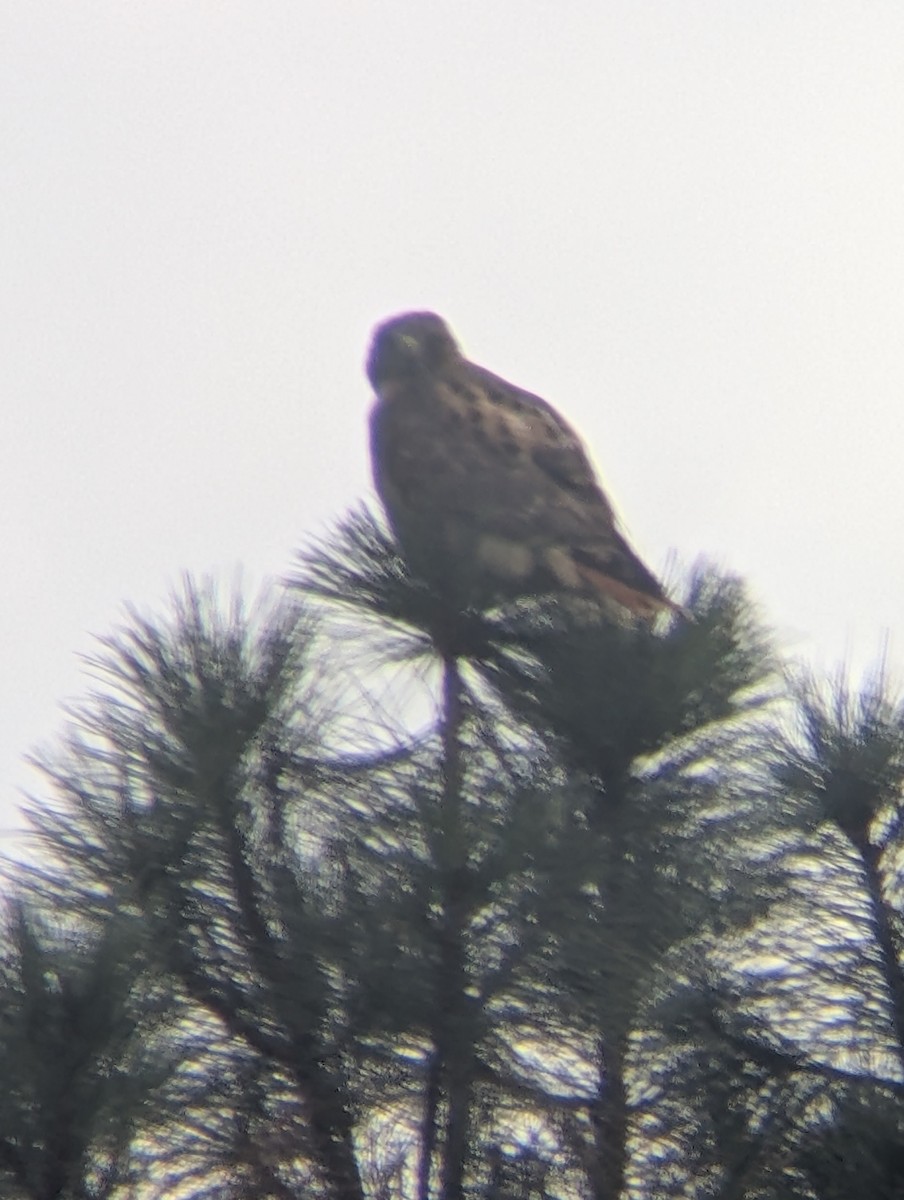Red-tailed Hawk - ML643347041