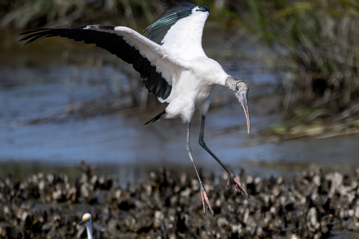 Wood Stork - ML643347051