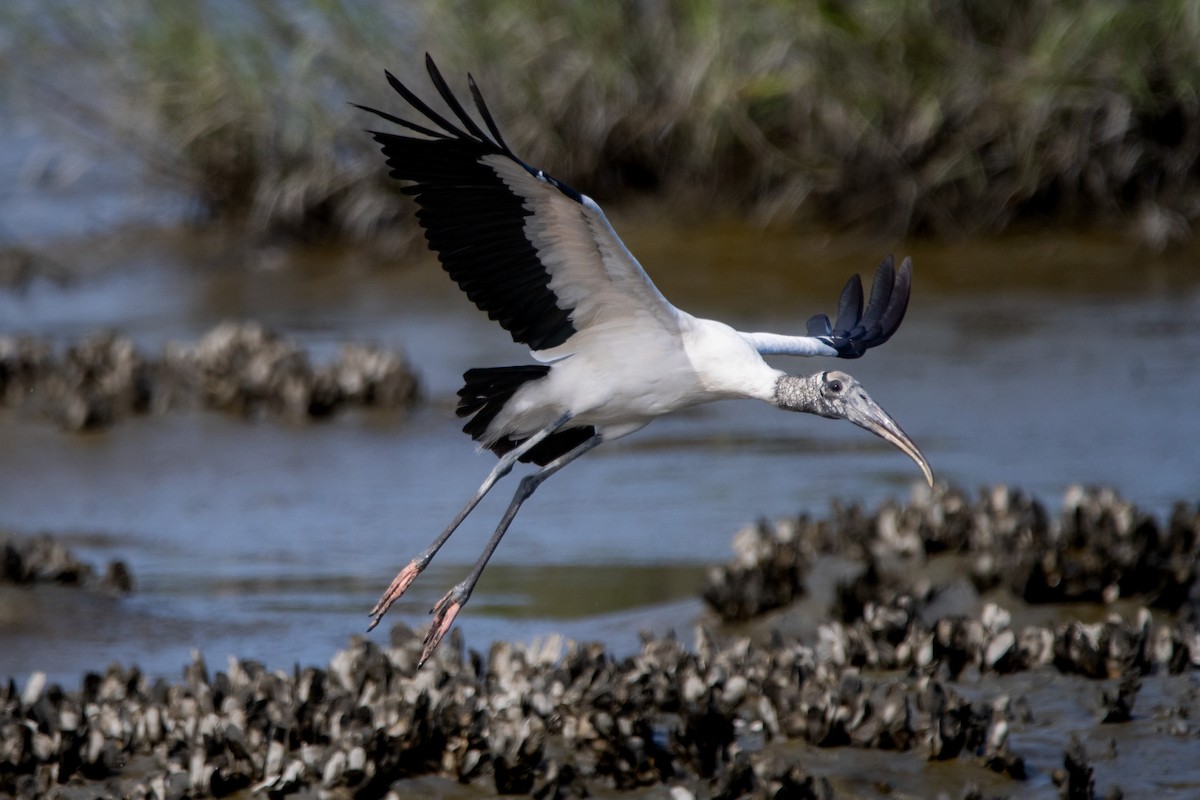 Wood Stork - ML643347052