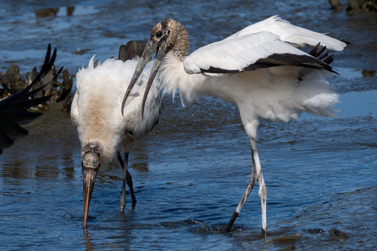 Wood Stork - ML643347054