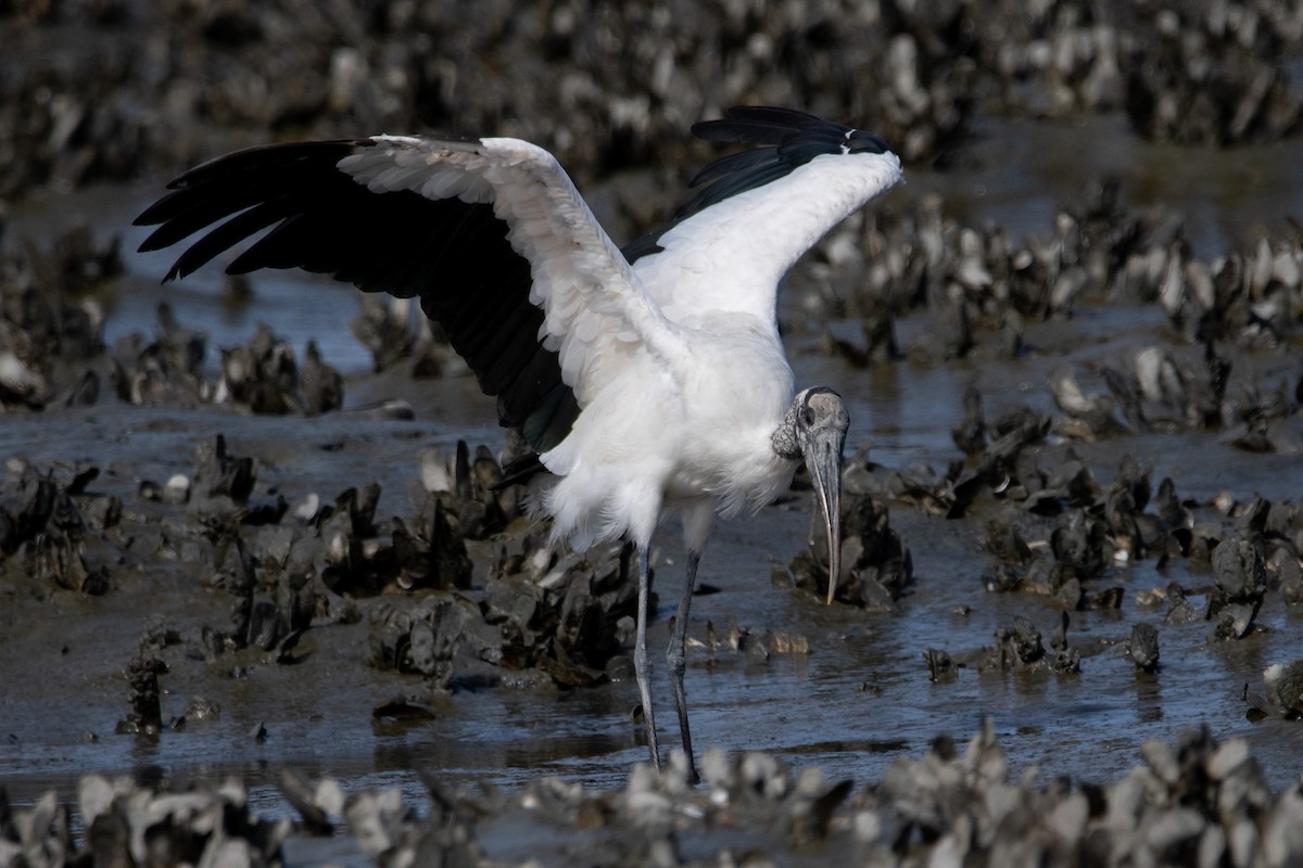 Wood Stork - ML643347055