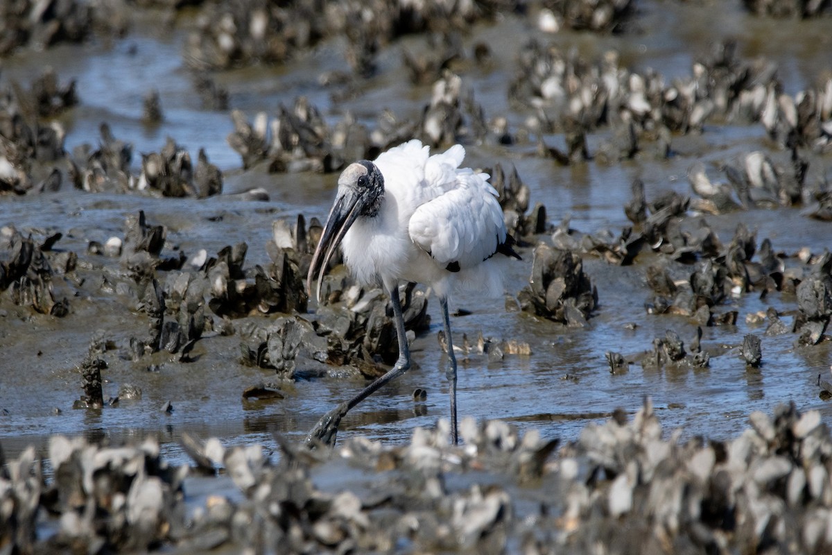 Wood Stork - ML643347056
