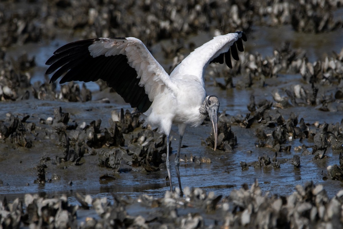 Wood Stork - ML643347057